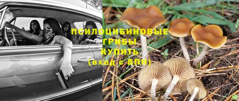 цены   Кубинка  Псилоцибиновые грибы Cubensis 